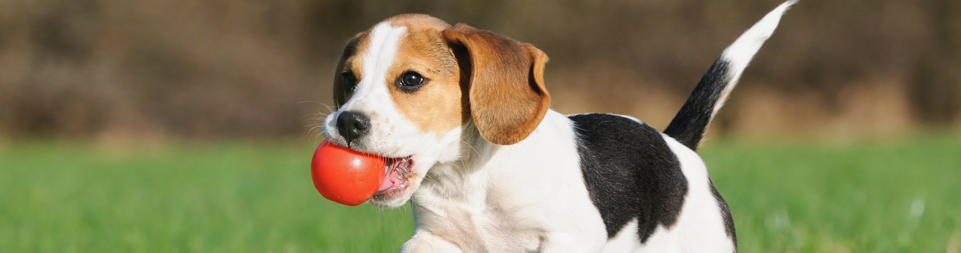 Chalets Urlaub mit dem Hund im hundefreundlichen Lodges und Hütten